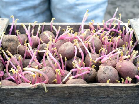 Seed potatoes 